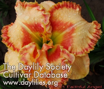 Daylily Faithful Angel